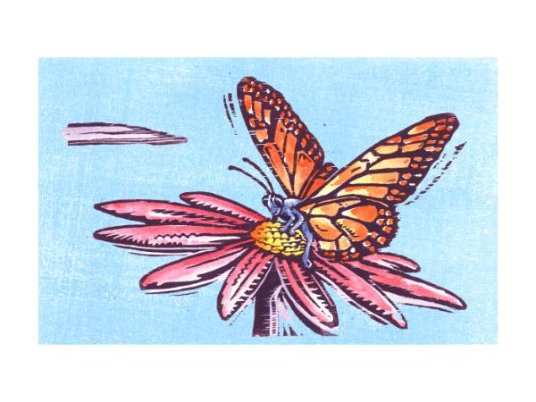 butterfly